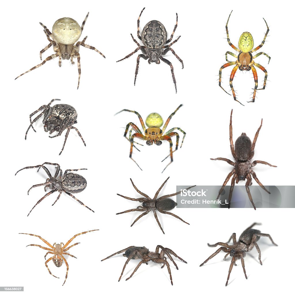 European spiders, kolekcja na białym tle - Zbiór zdjęć royalty-free (Białe tło)