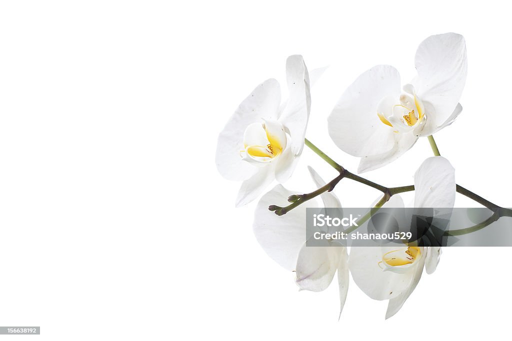 Orquídea blanca en aislar - Foto de stock de Belleza de la naturaleza libre de derechos