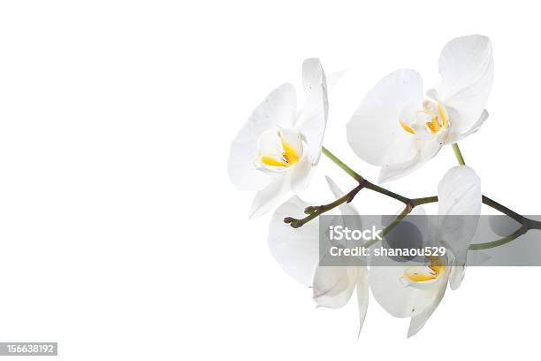 Orquídea Blanca En Aislar Foto de stock y más banco de imágenes de Belleza de la naturaleza - Belleza de la naturaleza, Cabeza de flor, Flor