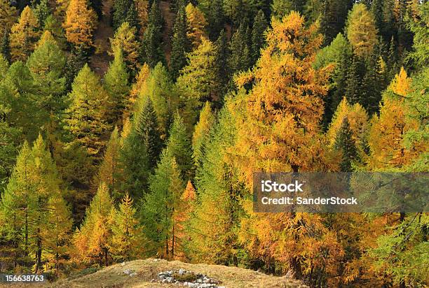 가을 Forrest 0명에 대한 스톡 사진 및 기타 이미지 - 0명, 가을, 갈색