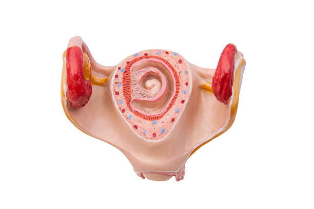 istock Pregnancy 1st month 156638823