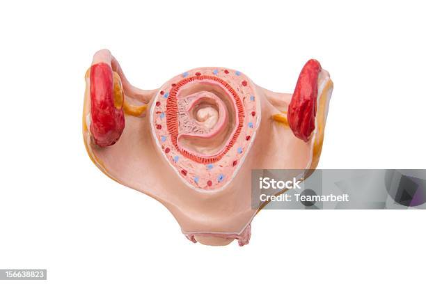 Foto de Gravidez 1 Mês e mais fotos de stock de Feto - Estágio Humano - Feto - Estágio Humano, Modelo, Anatomia