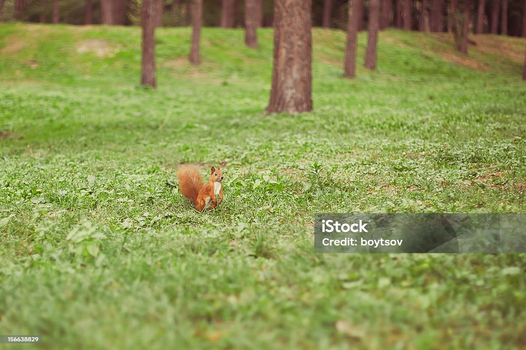 Curioso Scoiattolo nel parco - Foto stock royalty-free di Albero