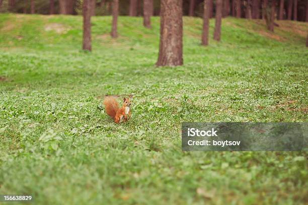 궁금 다람쥐 파크 0명에 대한 스톡 사진 및 기타 이미지 - 0명, 갈색, 귀여운