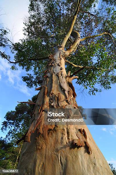 Gomero De Altura Foto de stock y más banco de imágenes de Aire libre - Aire libre, Alto - Descripción física, Azul