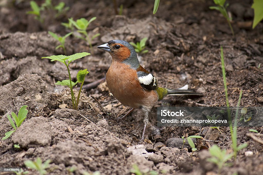 pinson - Photo de Animaux à l'état sauvage libre de droits