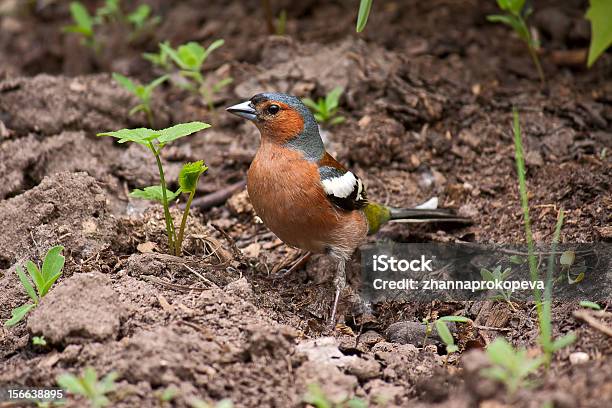 Photo libre de droit de Pinson banque d'images et plus d'images libres de droit de Animaux à l'état sauvage - Animaux à l'état sauvage, Faune, Forêt