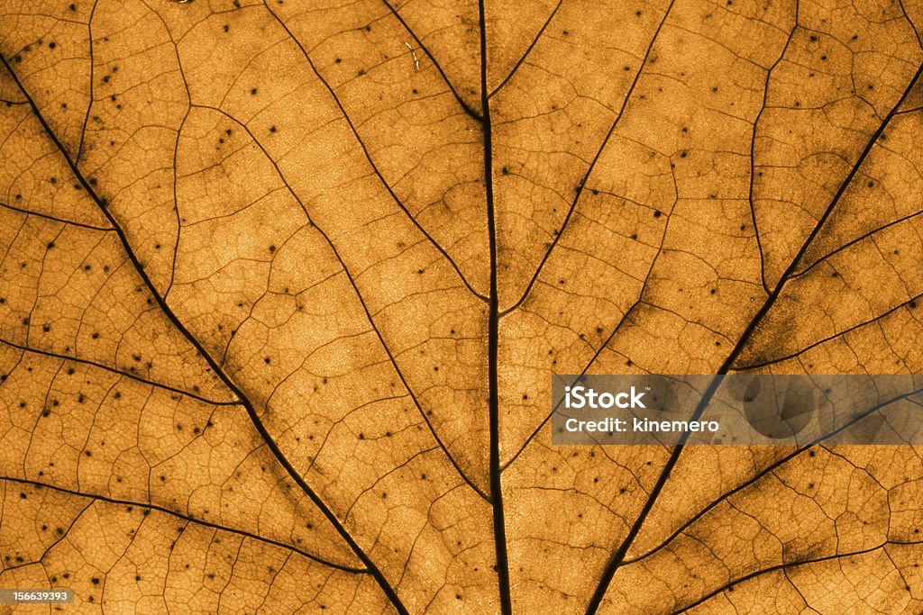 Brown leaf makro - Zbiór zdjęć royalty-free (Bez ludzi)