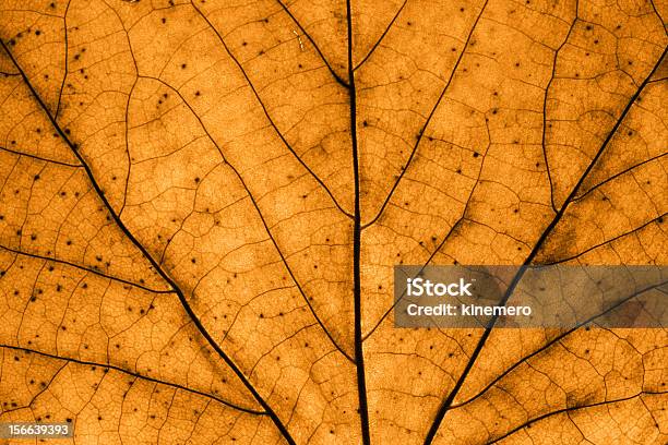 Brown Leaf Makro - zdjęcia stockowe i więcej obrazów Bez ludzi - Bez ludzi, Bliskie zbliżenie, Botanika