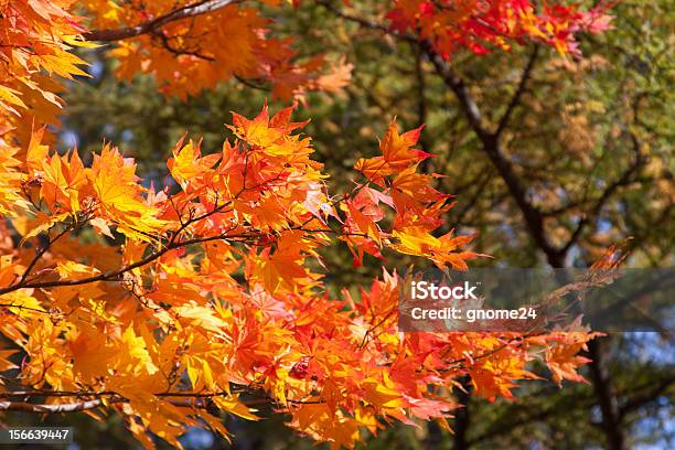 秋の落ち葉 - カエデのストックフォトや画像を多数ご用意 - カエデ, 人物なし, 写真