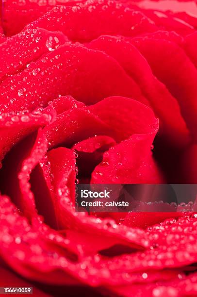 Rosa Rossa Con Acqua Scende Sfondo Verticale - Fotografie stock e altre immagini di Acqua - Acqua, Amore, Anniversario