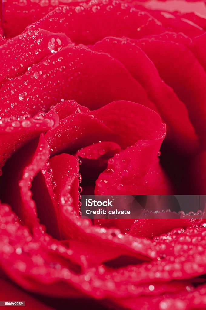 Czerwona Róża z krople wody tło pionowe - Zbiór zdjęć royalty-free (Bez ludzi)