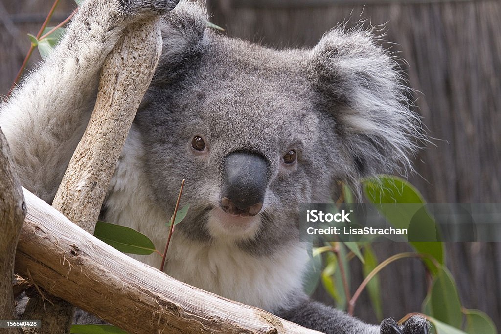 Koala looking from the branches, Australia Close up of Koala's head as it looks from the branches. Koala is holding on to branches with one arm & looking directly at the camera. Australia. Animal Stock Photo