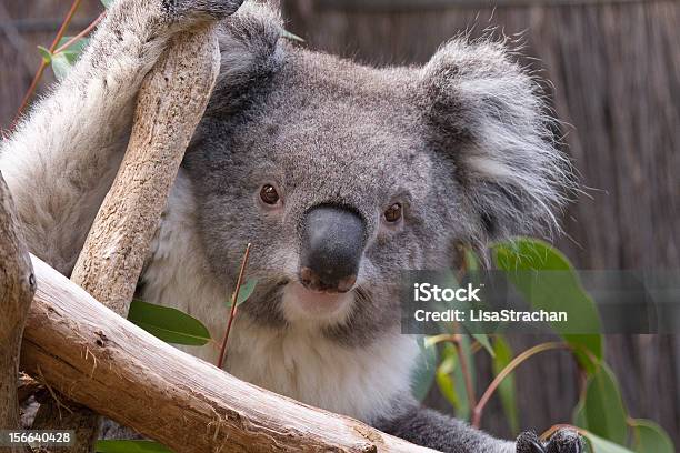 Koala Looking From The Branches Australia Stock Photo - Download Image Now - Animal, Animal Body Part, Animal Hair