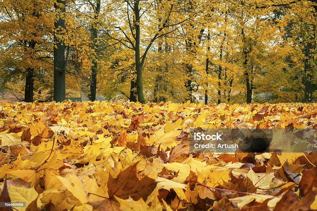 Herbst Stilleben mit gelbe Ahorn Blätter - Lizenzfrei Baum Stock-Foto