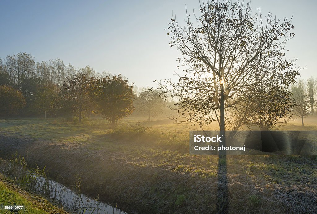 Zamglenia rano na jesień - Zbiór zdjęć royalty-free (Almere)