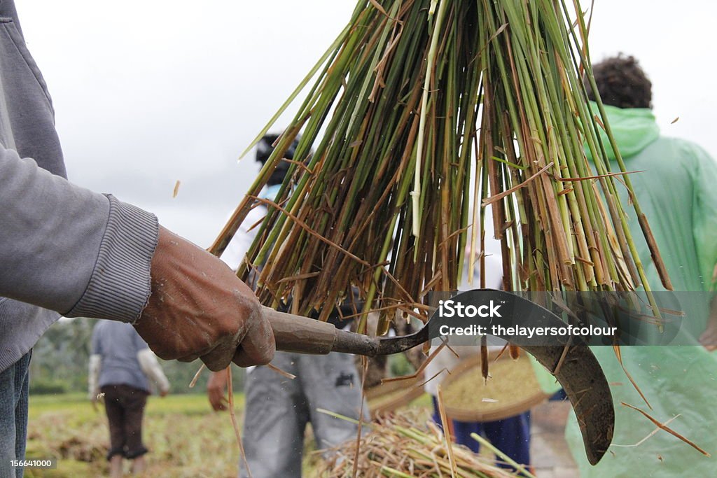 Рис работников - Стоковые фото Горизонтальный роялти-фри