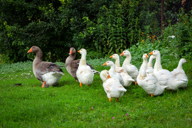 istock Gray Goose with young white goslings in green grass 1566415464