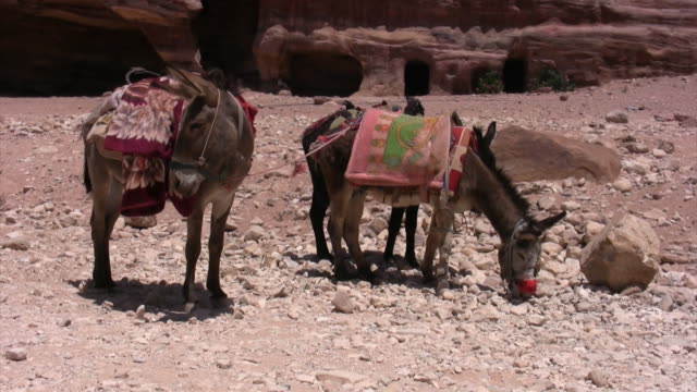 Mule in Petra Temple