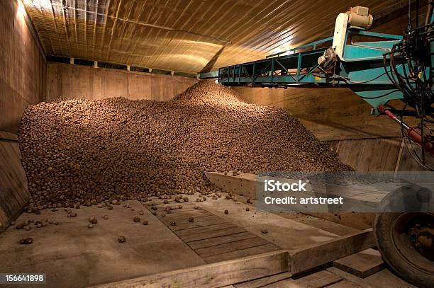 Papas De Almacenamiento Foto de stock y más banco de imágenes de Agricultura - Agricultura, Cinta transportadora, Cosechar