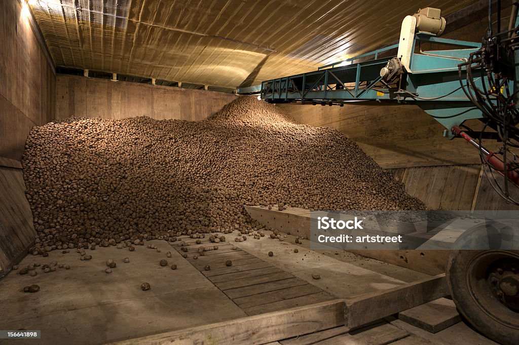 Storage di patate - Foto stock royalty-free di Agricoltura