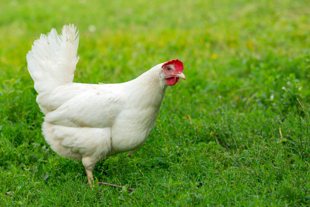 istock Big organic roaming natural white and village chicken 1566421924