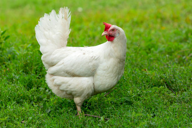 istock Big organic roaming natural white and village chicken 1566421959