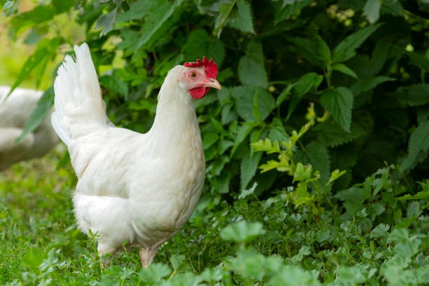 istock Big organic roaming natural white and village chicken 1566422435
