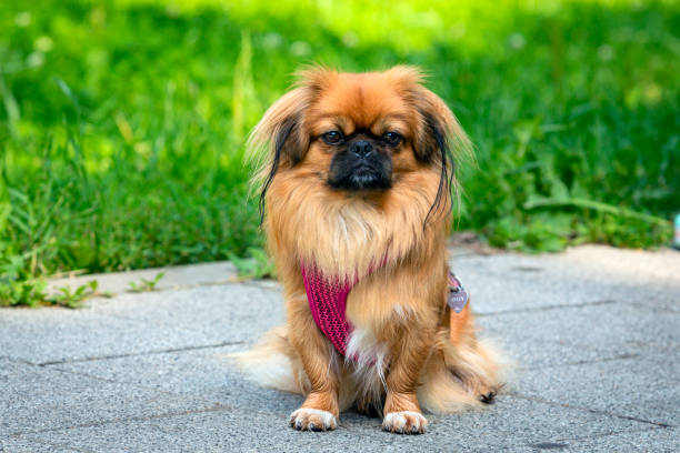 istock A young Pekingese dog walks in the park 1566425016