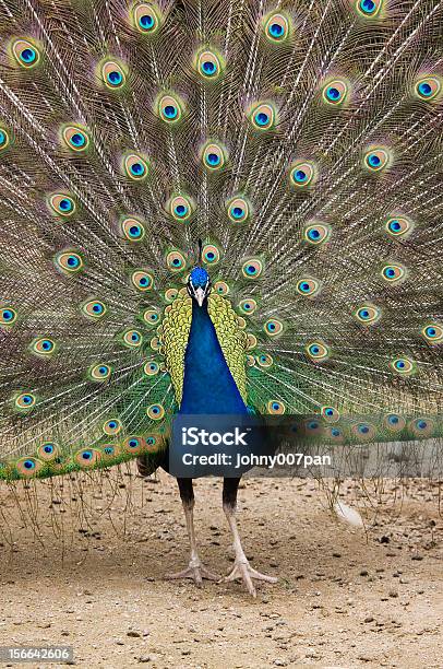 Photo libre de droit de Peacock banque d'images et plus d'images libres de droit de Bleu - Bleu, Corps d'un animal, De grande taille