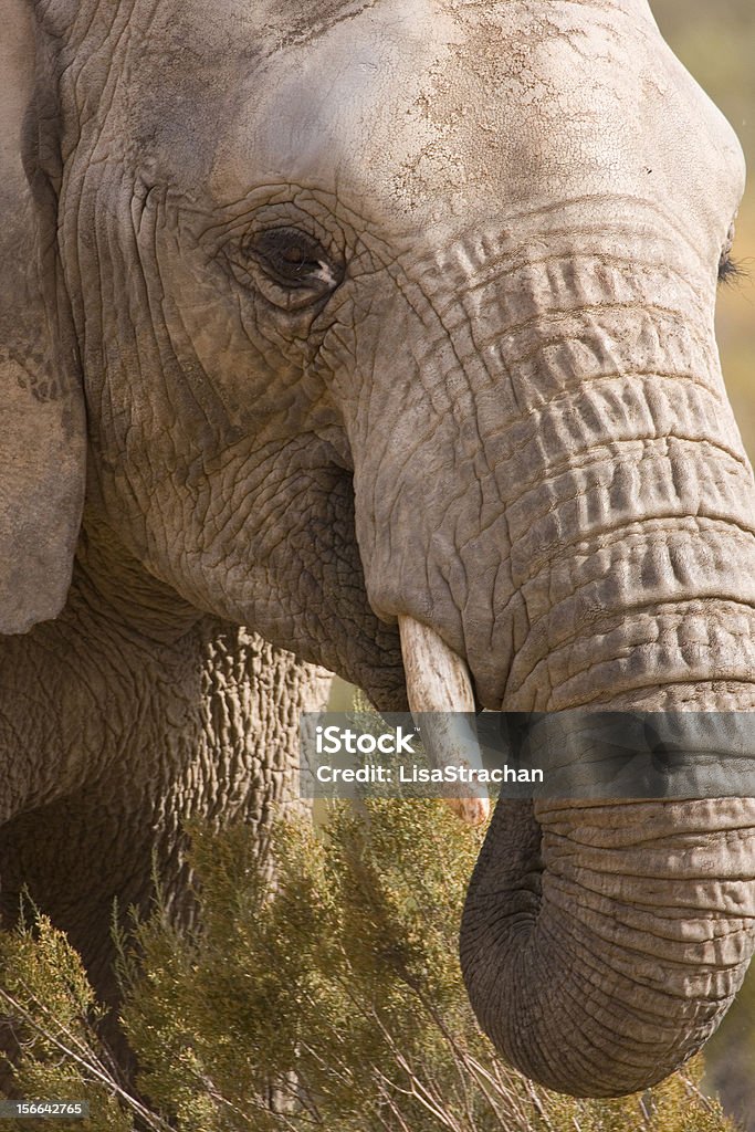 Afrikanischer Elefant Kopf Schuss füttern, Aquila, Südafrika - Lizenzfrei Afrika Stock-Foto