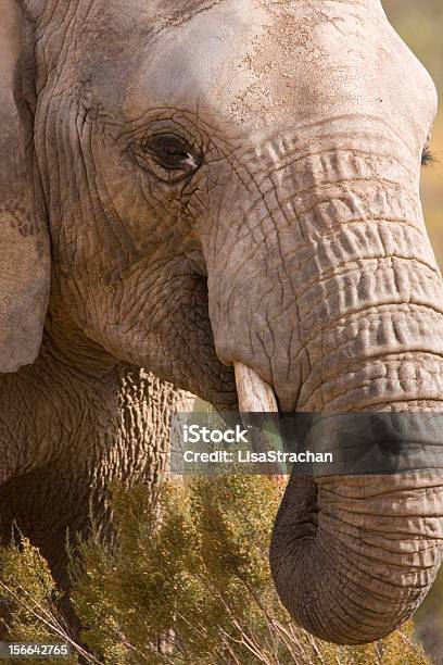 Afrikanischer Elefant Kopf Schuss Füttern Aquila Südafrika Stockfoto und mehr Bilder von Afrika