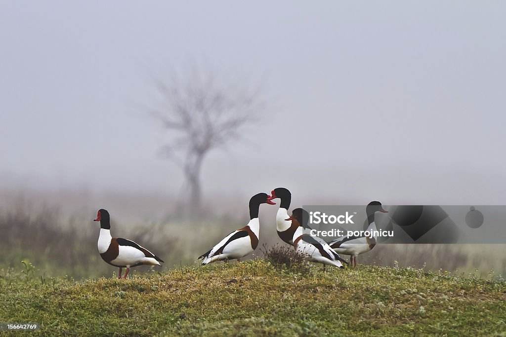 Common Shelduck (Tadorna) - Zbiór zdjęć royalty-free (Anseriformes)