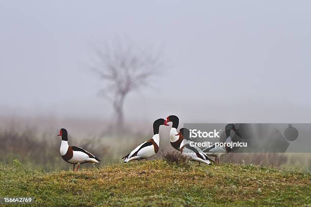 Common Shelduck - zdjęcia stockowe i więcej obrazów Anseriformes - Anseriformes, Delta Dunaju, Delta rzeki