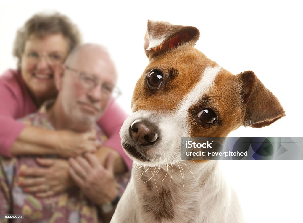 Portait von einem Adorable Jack Russell Terrier - Lizenzfrei Hund Stock-Foto