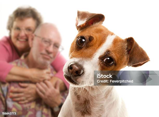 Portait Von Einem Adorable Jack Russell Terrier Stockfoto und mehr Bilder von Hund - Hund, Haustier, Männer