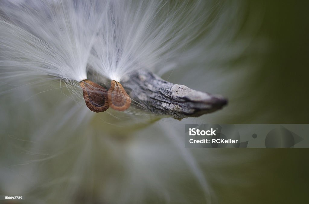 Natur Abstrakt – Seidenpflanze Fasern - Lizenzfrei Abstrakt Stock-Foto