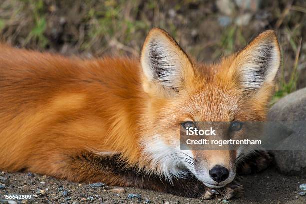 Zorro Rojo En Reposo Foto de stock y más banco de imágenes de Aire libre - Aire libre, Alaska - Estado de los EE. UU., Animal