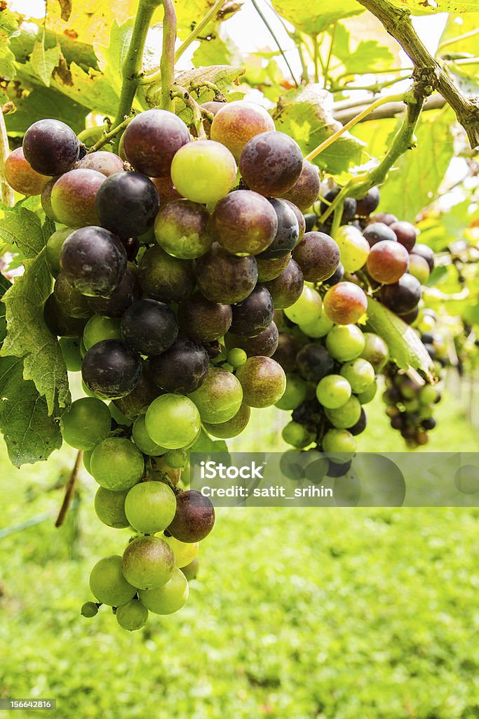 Noir avant la récolte de raisins dans un vignoble - Photo de Affaires libre de droits