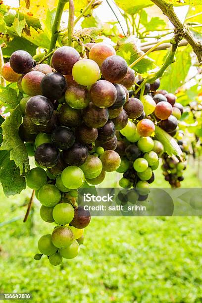 Photo libre de droit de Noir Avant La Récolte De Raisins Dans Un Vignoble banque d'images et plus d'images libres de droit de Affaires - Affaires, Agriculture, Aliment