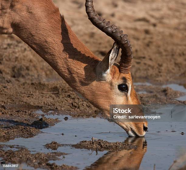 Photo libre de droit de Impala Bull Boissons Au Bord De La Piscine Au Parc Kruger Afrique Du Sud banque d'images et plus d'images libres de droit de Impala