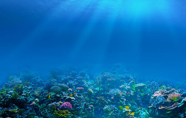 fondo de arrecife de coral bajo el agua - lecho del mar fotografías e imágenes de stock