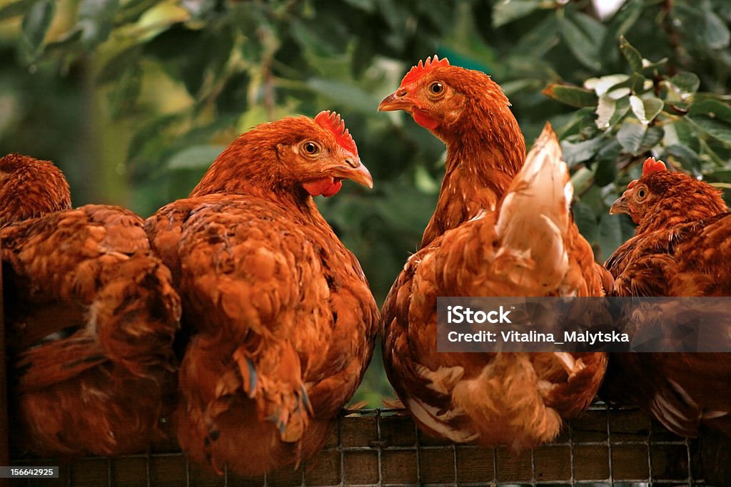 Überrascht Hühner - Lizenzfrei Agrarbetrieb Stock-Foto