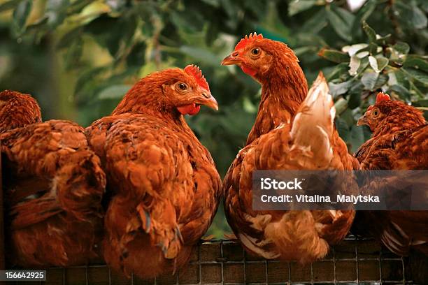 Surpreendido Galinhas - Fotografias de stock e mais imagens de Animal - Animal, Animal Doméstico, Ave doméstica