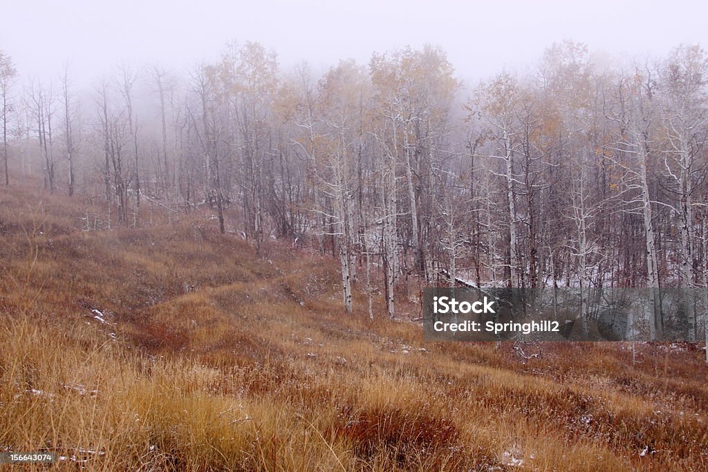 Wald im Nebel - Lizenzfrei Baum Stock-Foto