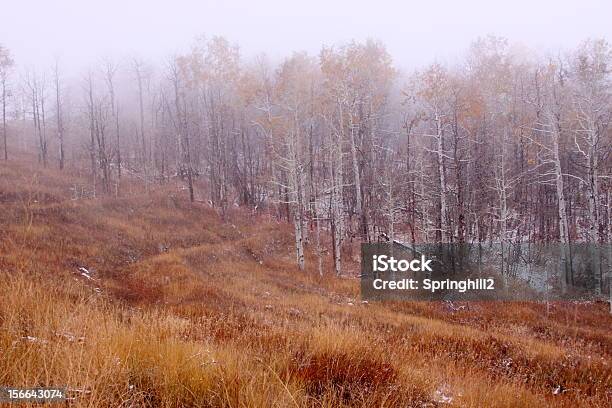 Photo libre de droit de Bois Dans La Brume banque d'images et plus d'images libres de droit de Arbre - Arbre, Automne, Blizzard