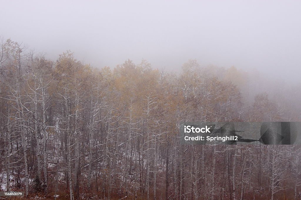 Nebel im Wald - Lizenzfrei Berg Stock-Foto