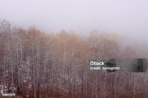 Nebel Im Wald Stockfoto und mehr Bilder von Berg - Berg, Blatt - Pflanzenbestandteile, Fotografie