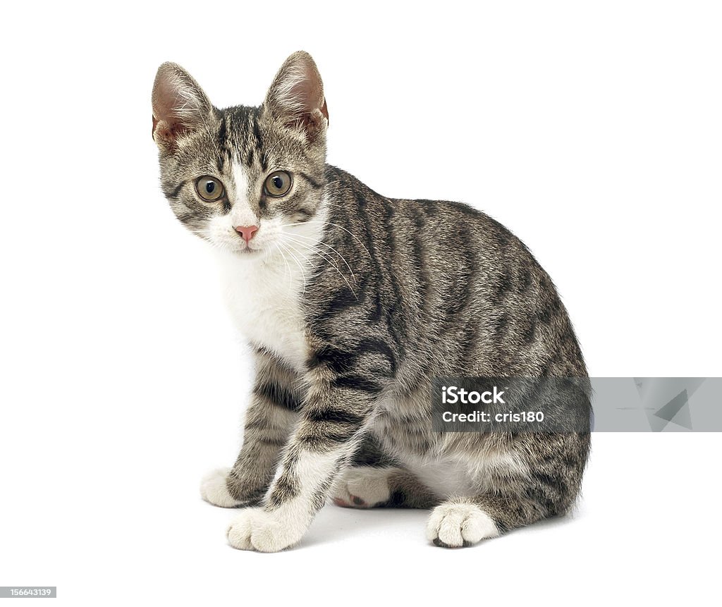 Gato - Royalty-free Animal Foto de stock