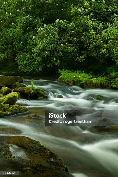 Rhododendron Along Mountain Stream Stock Photo - Download Image Now